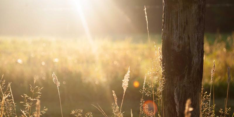 智聪168应用深度评测：可穿戴设备与智能家居的智慧中枢