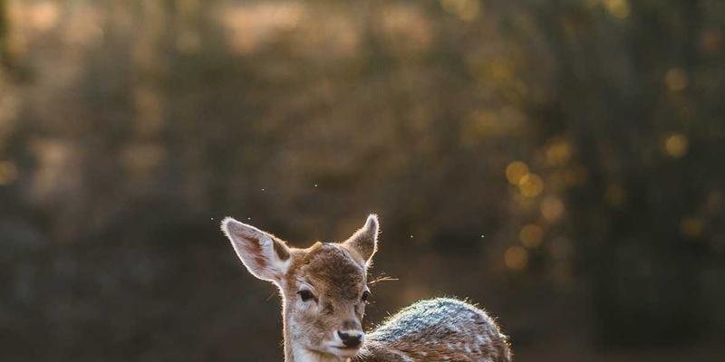 智聪168智能灌溉系统实战：用创新科技为家庭花园打造精准自动化节水方案